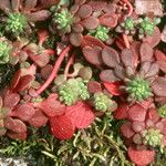 Sedum pulchellum Vekstform