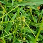 Cyperus hortensis Pokrój