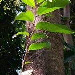 Hydnocarpus anthelminthicus Feuille