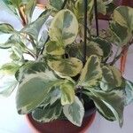 Peperomia obtusifolia Folha