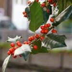 Ilex cornuta 叶