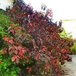 Acalypha wilkesiana Hoja