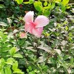 Hibiscus rosa-sinensisफूल