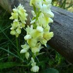 Orchis pallens 花