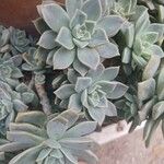 Graptopetalum paraguayense পাতা