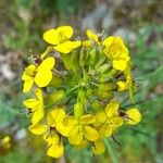 Coincya monensis Flower