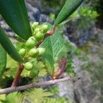 Xylosma orbiculata Fruit