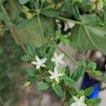 Glinus oppositifolius Flower