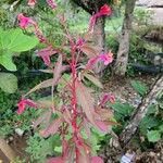 Amaranthus cruentus Flor