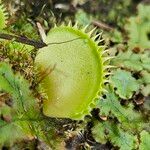 Dionaea muscipula Folla