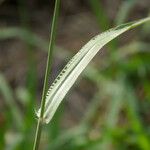 Paspalum urvillei Casca