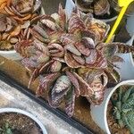 Kalanchoe marmorata Foglia
