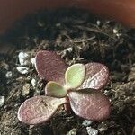 Crassula multicava Leaf