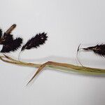 Carex atrofusca ᱵᱟᱦᱟ