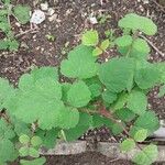 Rubus phoenicolasius Feuille