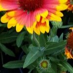 Gaillardia aristata Feuille