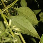 Chromolaena odorata Blatt