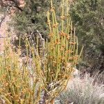 Ephedra viridis Leaf