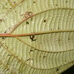 Clidemia septuplinervia Leaf