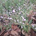 Dianthera pectoralis Flor