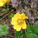 Potentilla reptans 花
