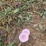 Convolvulus cantabricaफूल