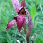 Serapias lingua Flor