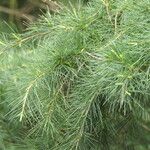 Cedrus atlantica Blad