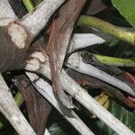 Cecropia insignis Corteza