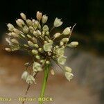 Allium pallens ഫലം