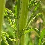 Reseda lutea خشب