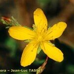 Hypericum australe Virág
