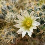 Mammillaria prolifera Fiore