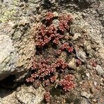 Sedum andegavense 花