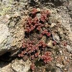 Sedum andegavense Fleur