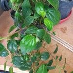 Peperomia glabella Levél