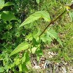 Campanula trachelium Leaf