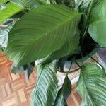 Spathiphyllum blandum Φύλλο