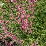 Agastache rupestris Flower