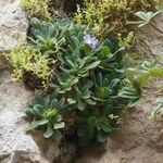 Primula allionii Συνήθη χαρακτηριστικά