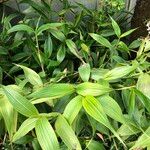 Sobralia macrantha cv. 'Alba' Buveinė