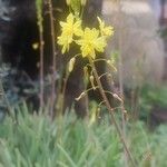 Bulbine frutescensFlower