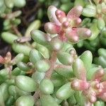 Sedum album Blatt