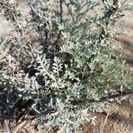 Artemisia caerulescens Hoja