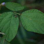 Calopogonium mucunoides Leaf