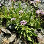 Arabidopsis arenosa Fiore