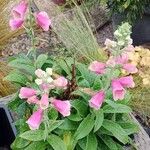 Digitalis thapsi Pokrój