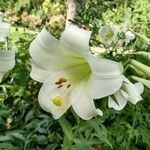 Lilium longiflorum Kukka