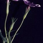 Phlox longifolia Flower
