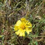 Madia elegans Flower